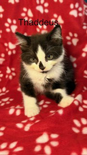 Thaddeus photo 3