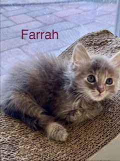Farrah