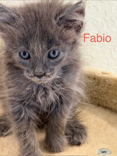 Fabio