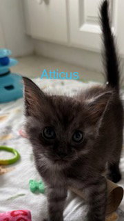 Atticus
