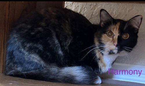 Harmony, an adoptable Maine Coon in Oakland Park, FL