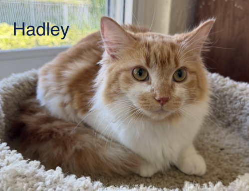 Hadley, an adoptable Maine Coon in Oakland Park, FL