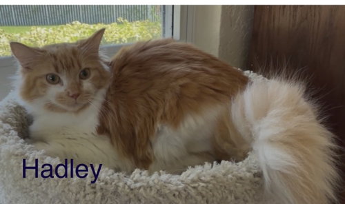 Hadley photo 2