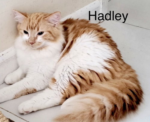 Hadley photo 3