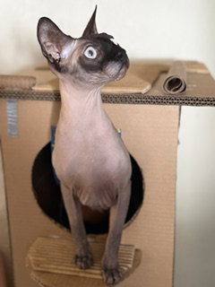 Khonsu photo 2