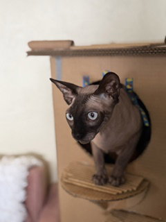 Khonsu photo 3