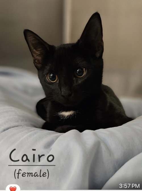 Cairo, a cat for adoption from Happy Days Pet Rescue