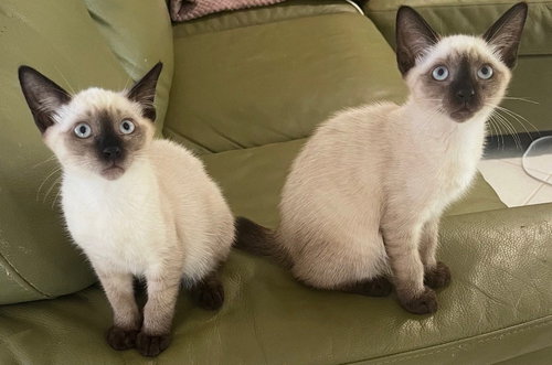 Mike & Magic photo 2