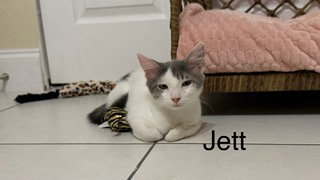 Photo 2 of Jett