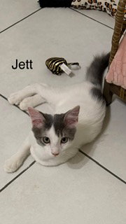 Jett, photo 3