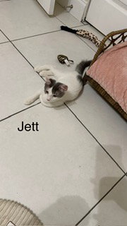 Photo 4 of Jett