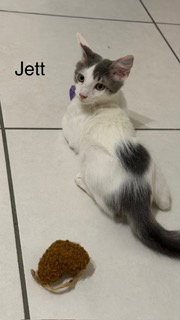 Jett, photo 5