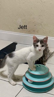 Photo 6 of Jett