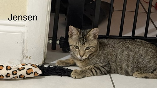 Jensen, a cat for adoption from Happy Days Pet Rescue