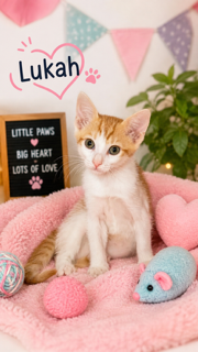 Photo 2 of Lukah