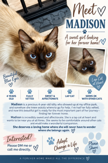 Madison, a cat for adoption from Happy Days Pet Rescue