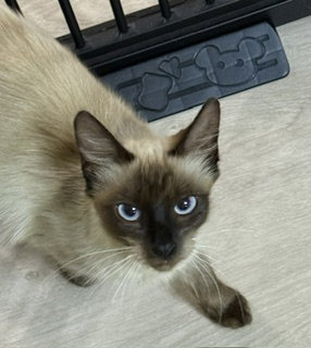 Madison, photo 2