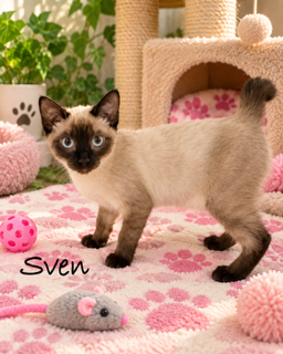 Sven, a cat for adoption from Happy Days Pet Rescue