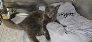 Wyatt, Russian Blue / Domestic Short Hair / Mixed (short coat)