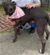 adoptable Dog in jacksonville, NC named Hayley