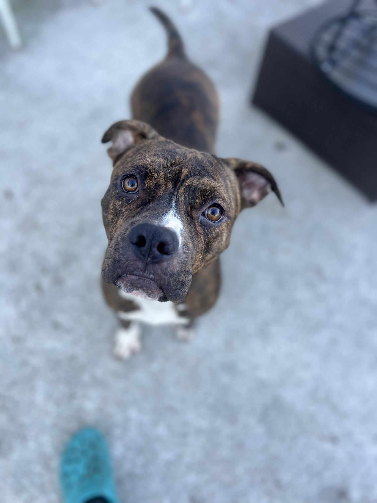 Dog for Adoption - Benny, a Pit Bull Terrier in Wilmington, NC | Alpha Paw