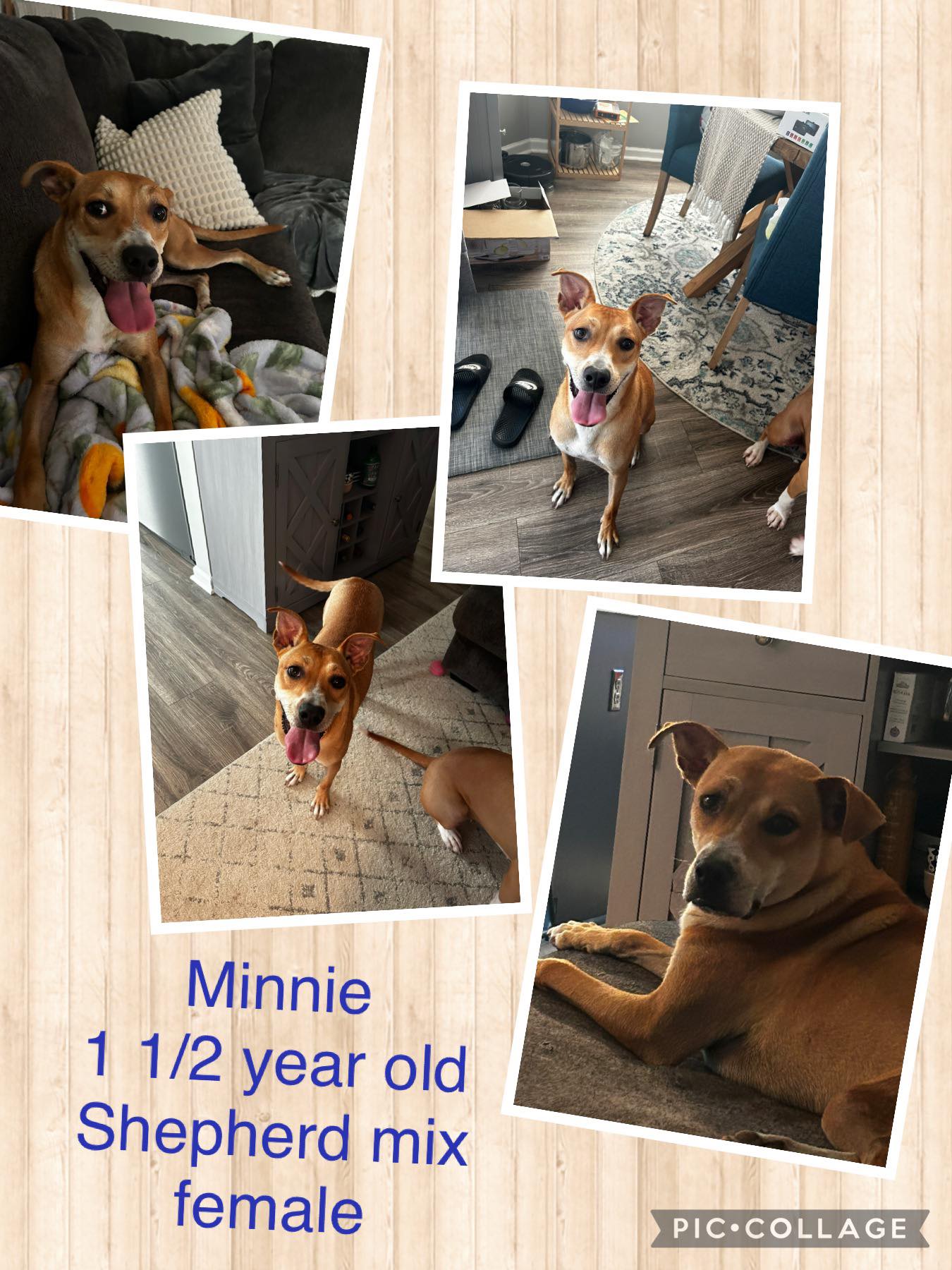 adoptable Dog in Jacksonville, NC named Minnie (Vanilla - Milkshake)