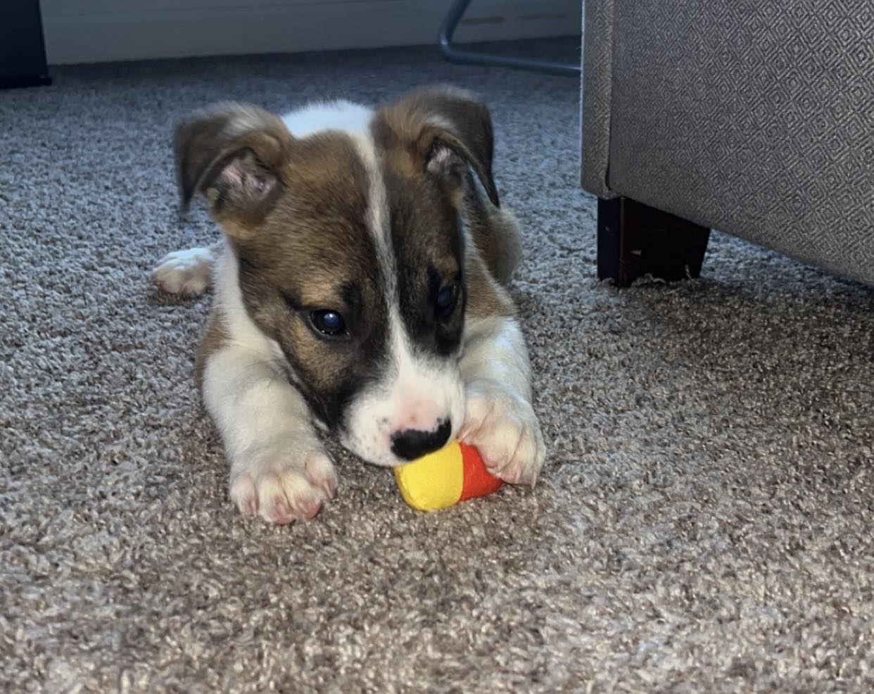 dog-for-adoption-cytopoint-a-husky-in-richlands-nc-alpha-paw