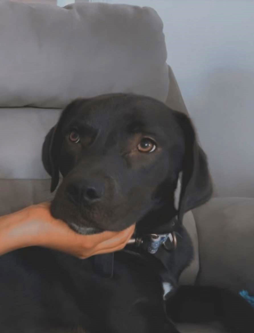 Dog for Adoption - Loki, a Labrador Retriever in Richlands, NC | Alpha Paw