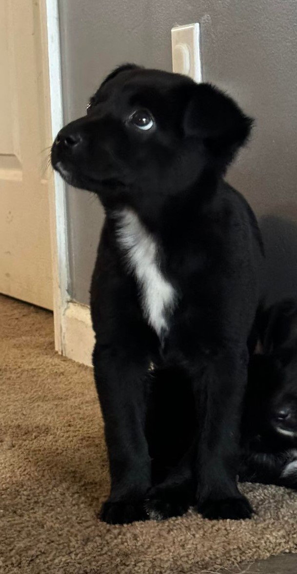 Dog for Adoption Zara, a Labrador Retriever in New Bern, NC Alpha Paw