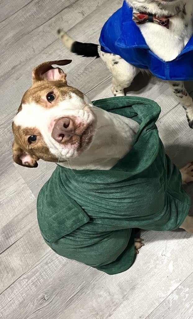 adoptable Dog in Jacksonville, NC named Phoenix