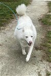 adoptable Dog in jacksonville, NC named Aurora