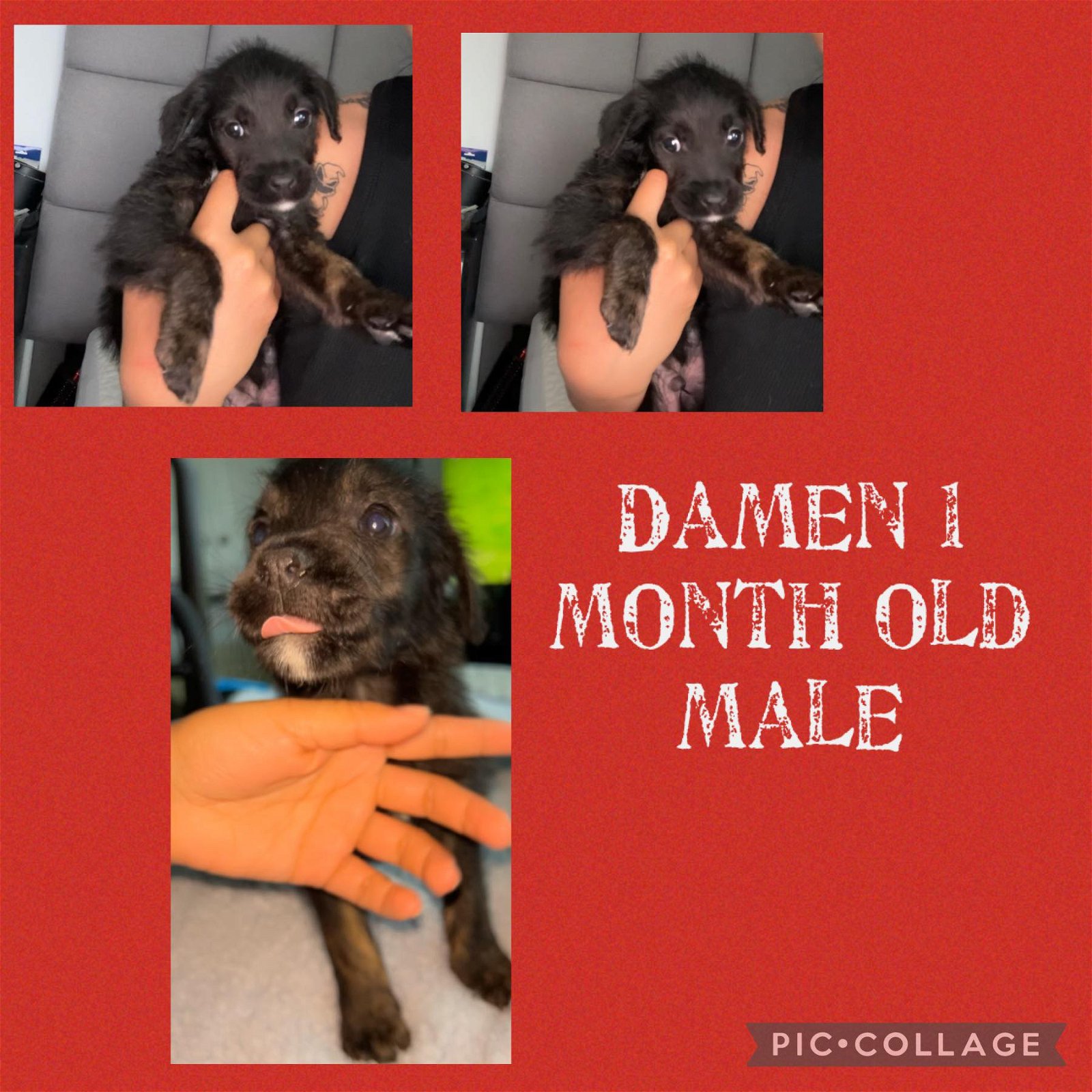 adoptable Dog in Jacksonville, NC named Damon - Bottle