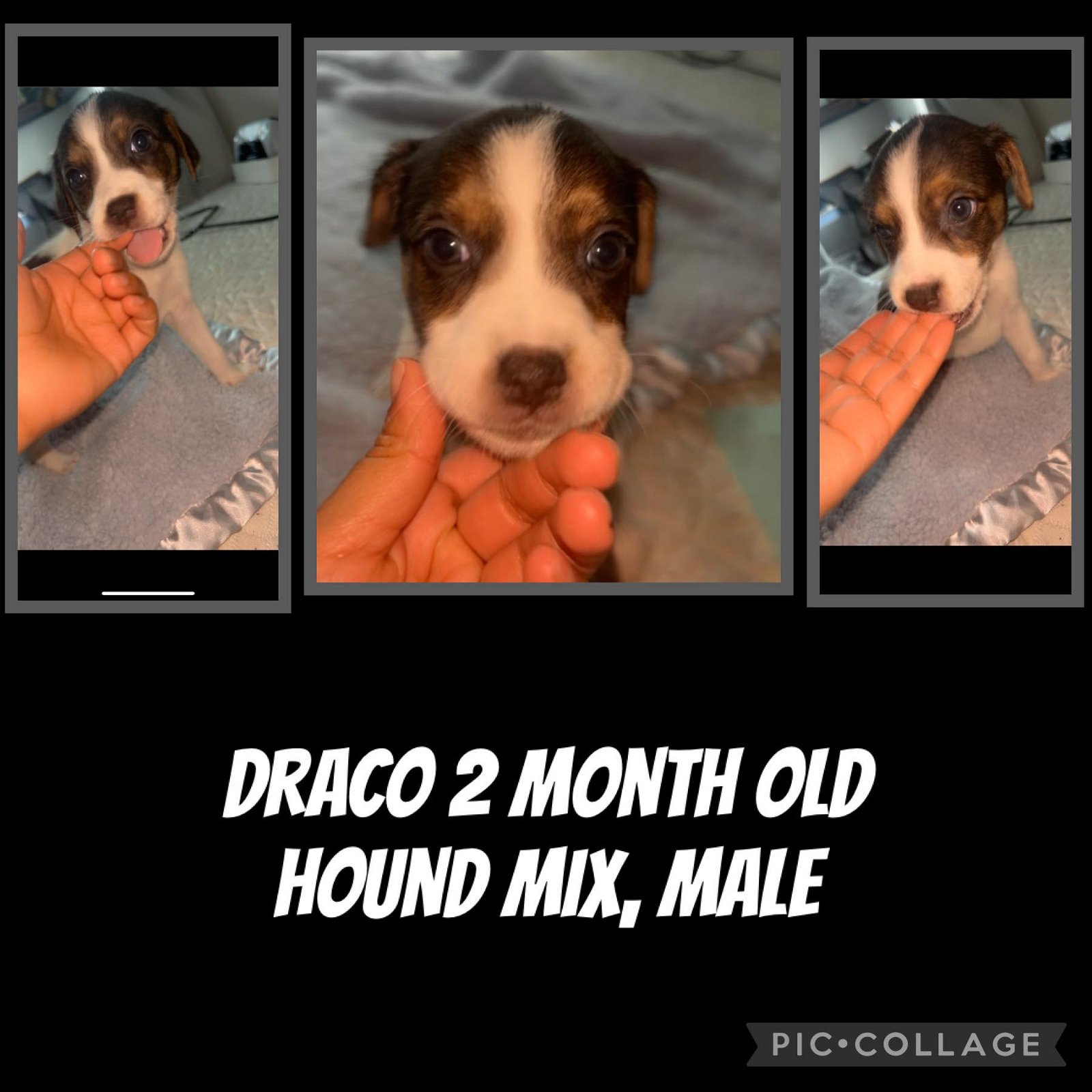adoptable Dog in Jacksonville, NC named Draco - Lilly
