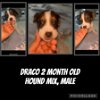 adoptable Dog in  named Draco - Lilly
