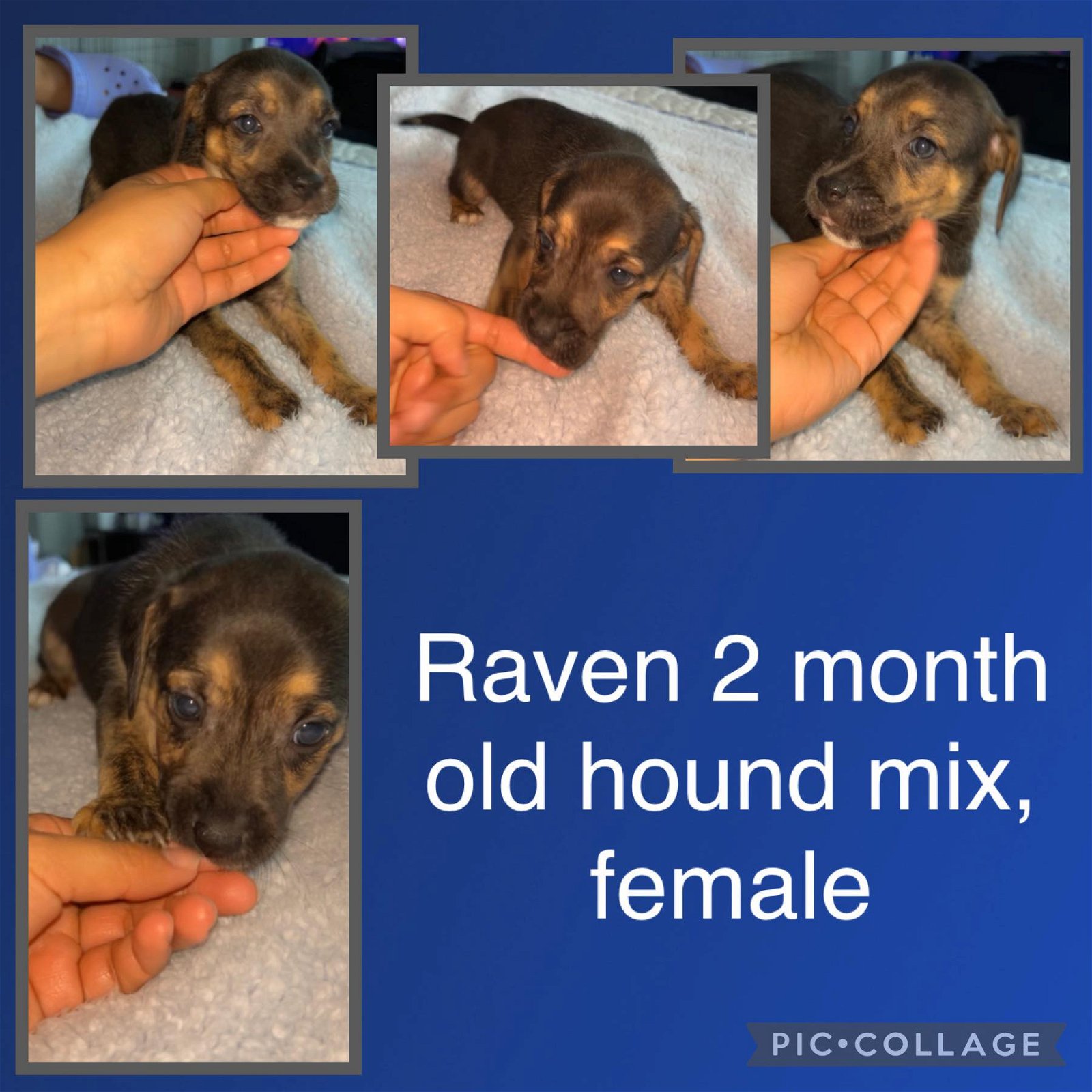 adoptable Dog in Jacksonville, NC named Raven - Lilly
