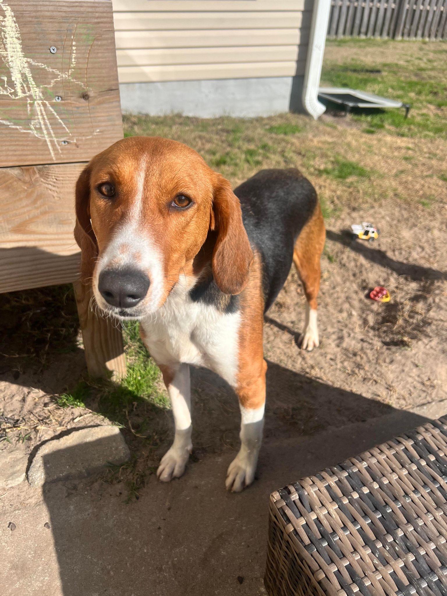 Dog for Adoption - Jupiter, a Hound in Wilmington, NC | Alpha Paw