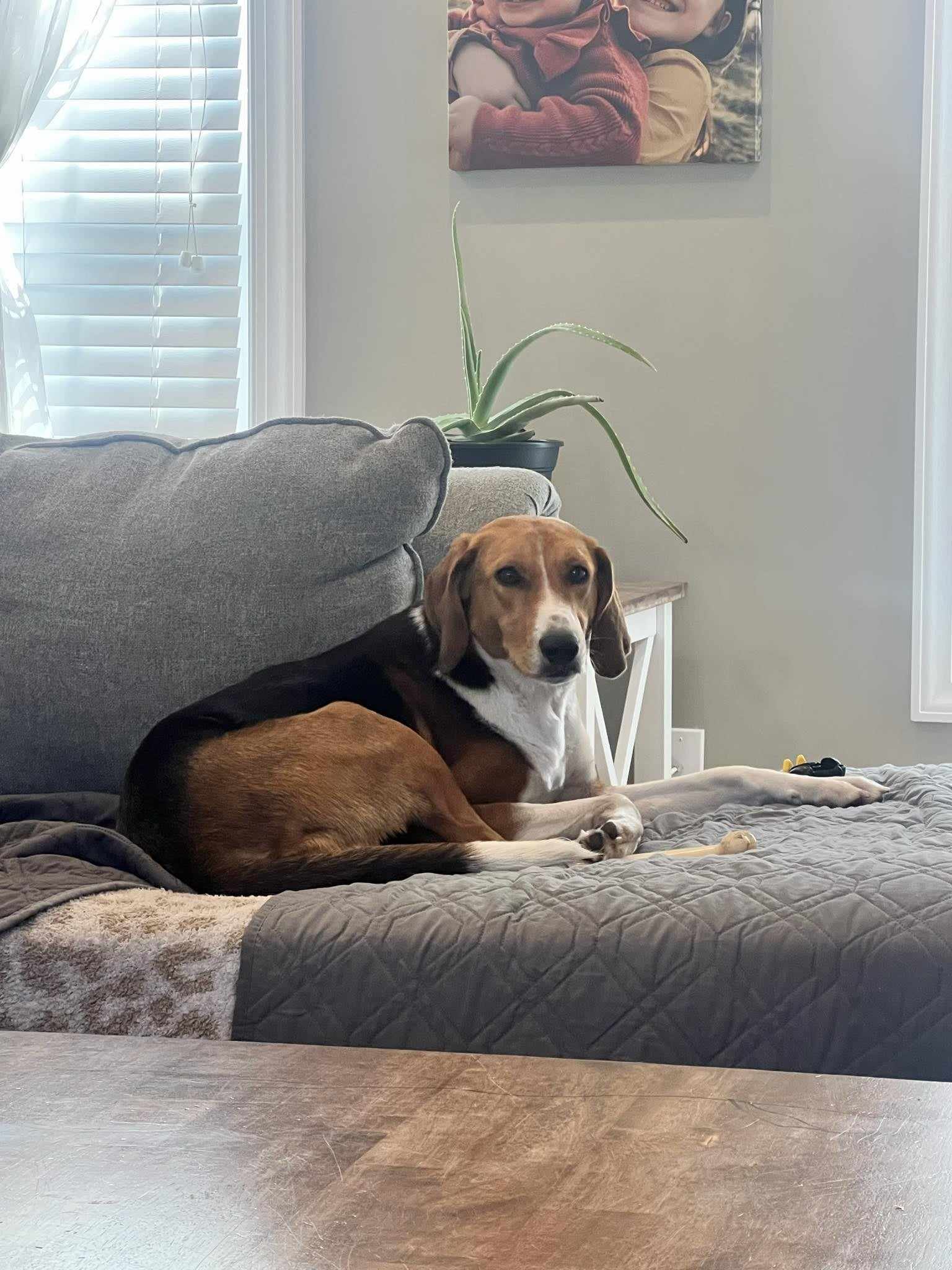 adoptable Dog in Jacksonville, NC named Jupiter
