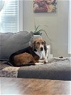 adoptable Dog in jacksonville, NC named Jupiter