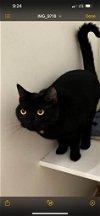 adoptable Cat in jacksonville, nc, NC named Stella