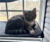adoptable Cat in jacksonville, nc, NC named Skye