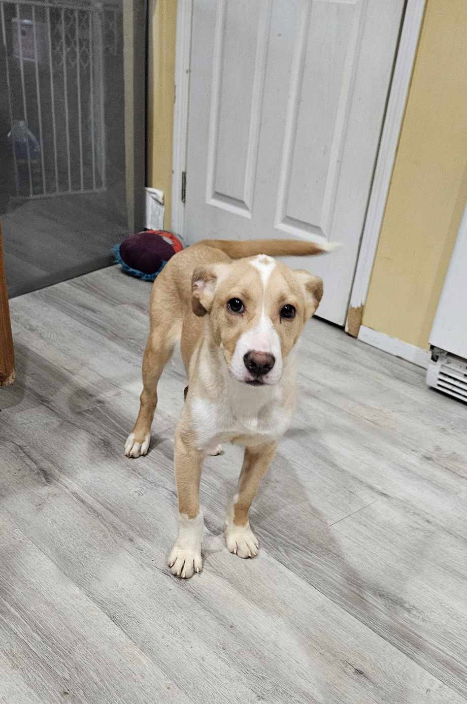 Dog for Adoption Beanie, a Labrador Retriever in Havelock, NC Alpha Paw