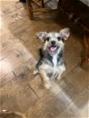 adoptable Dog in jacksonville, NC named Mini