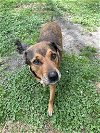 adoptable Dog in jacksonville, nc, NC named Roxie