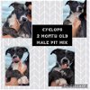 adoptable Dog in , NC named Cyclops - Marvel