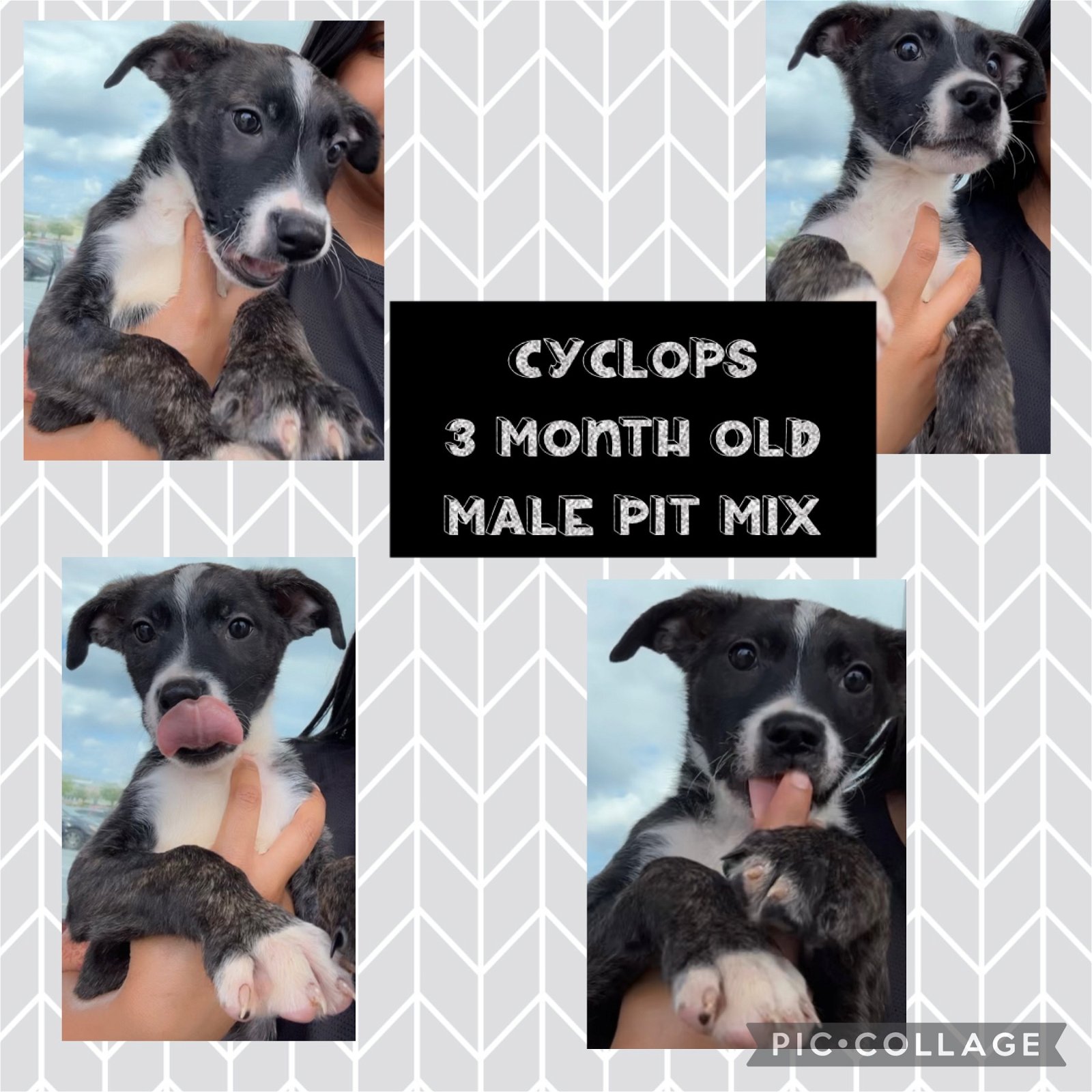 adoptable Dog in Jacksonville, NC named Cyclops - Marvel