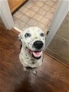 adoptable Dog in , NC named Domino