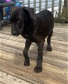 adoptable Dog in jacksonville, nc, NC named Rudey - Melinda