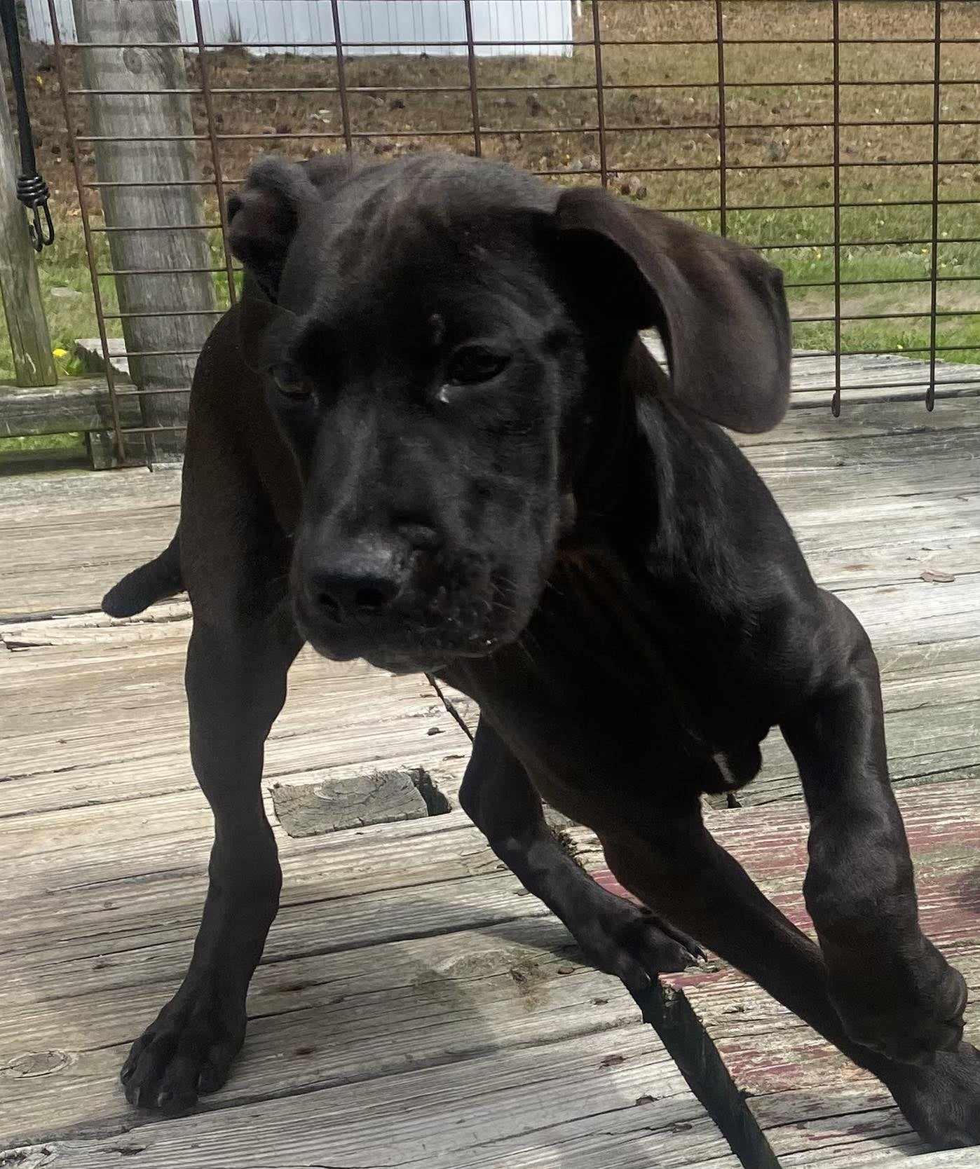 Dog for Adoption - Rudey - Melinda, a Pit Bull Terrier in New Bern, NC ...