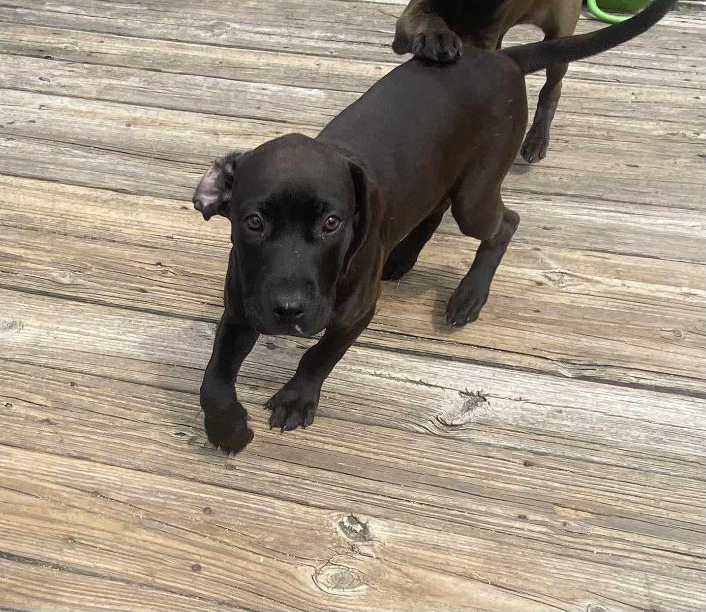 adoptable Dog in Jacksonville, NC named Ruby - Melinda
