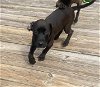 adoptable Dog in jacksonville, nc, NC named Ruby - Melinda